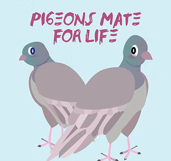Pigeons Mate For Life