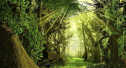 Into The Woods Backdrop Backdrop Rental