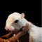 Close-up of Milky-White's head during a scene with Jack.
