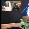 Exploding Bird for Shrek the Musical